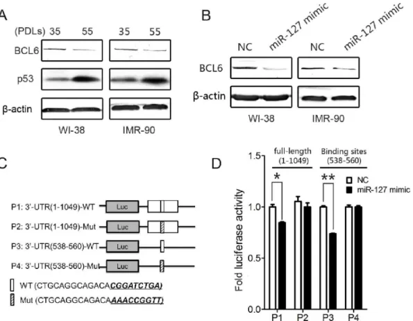 Figure 3. BCL6 is a direct target of miR-127. (A) Expression levels of BCL6 in different PDLs of WI-38 and IMR-90 cells