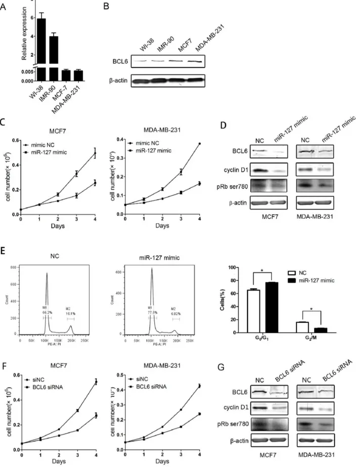 Figure 5. MiR-127 and BCL6 modulate the proliferation of breast cancer cell lines. (A) qRT-PCR analysis of miR-127 expression in WI-38, IMR-90, MCF7, and MDA-MB-231