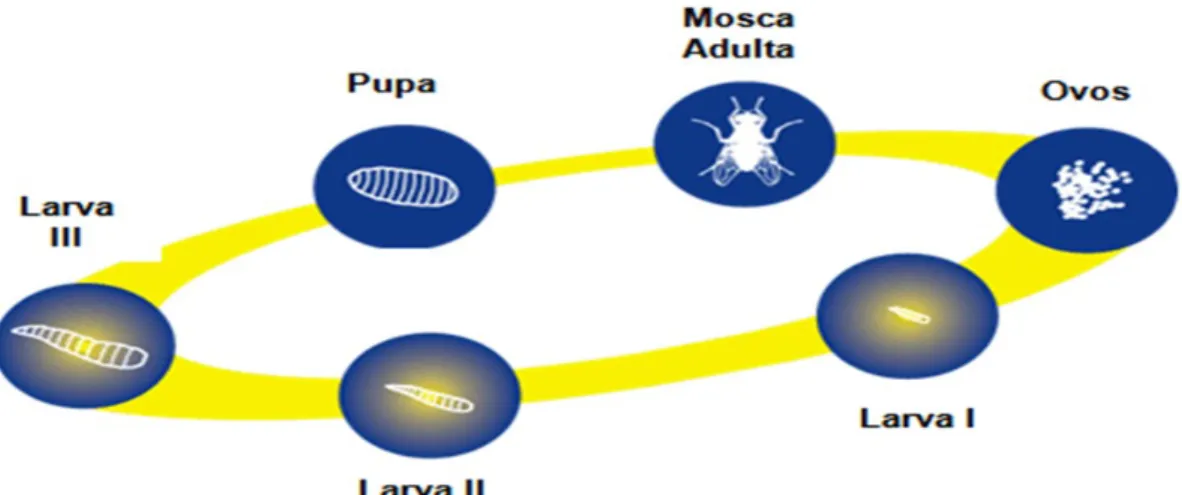 Tabela 1: Estudo realizado no Laboratório Multiuso do  ISCTAC – 2015 ESPÉCIE: Mosca  OVO  0h – 8h  LARVA I  6h – 48h  LARVA II  48h – 72h  LARVA III  72h – 144h  PUPA  144h – 168h  ADULTO  168h – 840h 