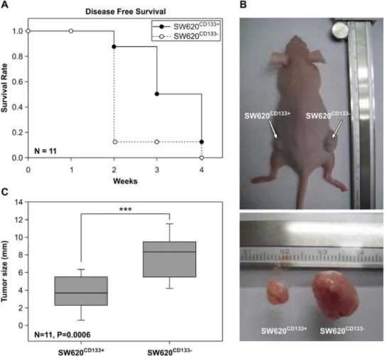 Figure 3. Comparison of tumorigenicity of SW620 CD133+ and SW620 CD1332 cells in nude mice