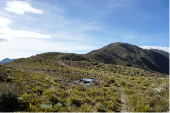 Figura 10: Vista general de la estepa Montano en el Páramo Piedras Blancas, en el camino que  conduce entre Acequias y la laguna Las Lajas