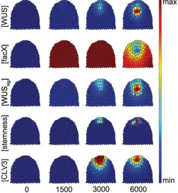 Figure 2. System without anchoring distribution. Equilibrium state of a simulation where the anchoring distribution guiding WUS expression is exchanged by a constant WUS reaction rate