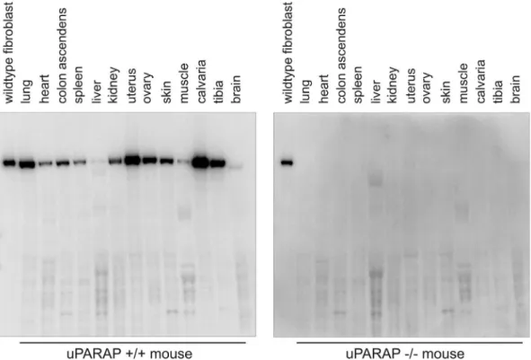 Figure 1. Expression of uPARAP in various mouse organs. Western blot analysis showing the expression of uPARAP in a number of different organs collected from a female wild-type mouse (left panel)