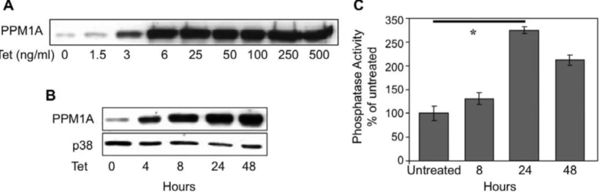 Figure 1. Characterization of stable cell lines expressing PPM1A under the regulation of a Tet-regulated promoter
