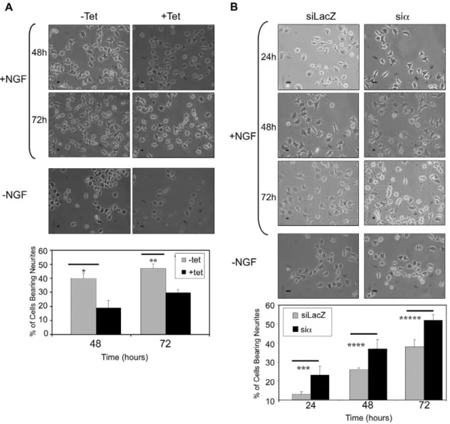 Figure 6. PPM1A expression affects neurite outgrowth. ( A ) PC6-3 PPM1A wt cells were seeded on collagen coated plates and incubated with or without NGF and Tet
