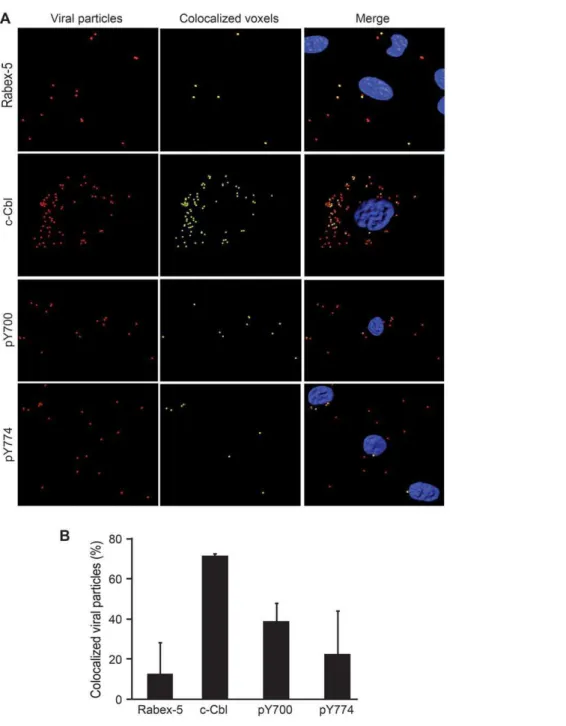 Figure 7. Ubiquitination mediates internalization of integrin b1 and KSHV entry and intracellular trafficking