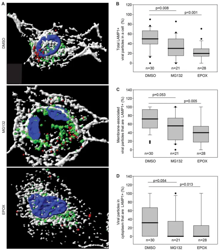 Figure 5. Inhibition of proteasome function reduces KSHV particles associated with late endosomal/lysosomal marker LAMP1