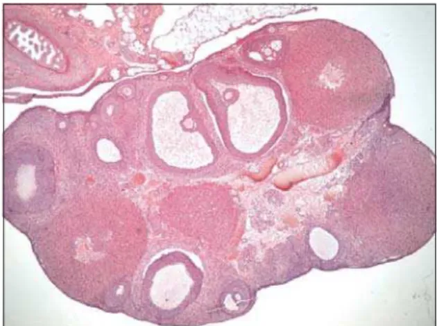 Figure 3. Semithin section of interstitial cells of contol rat, methylene blue, x 40