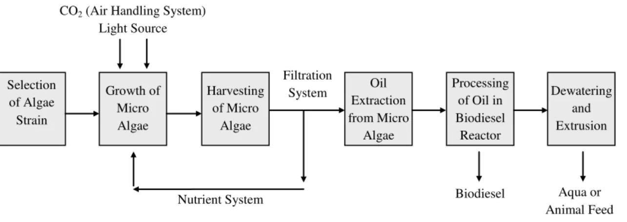 Figure 1. Schematics for production of biodiesel from algae. 