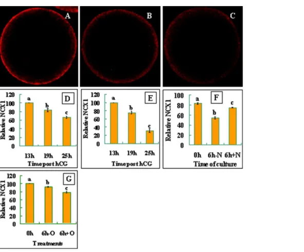 Figure 3. Distribution and quantification of NCX1 in mouse and rat oocytes. The micrographs are laser confocal images (equatorial sections) of oocytes with NCX1 pseudo-colored red