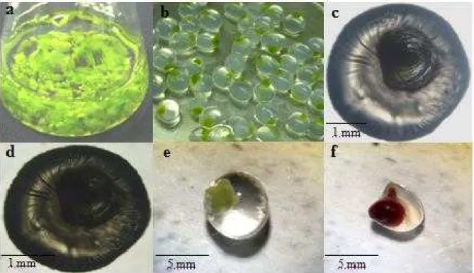 Figure 1. Explants, artificial seeds and viability test of cryopreserved artificial seeds : a)  Protocorms as explants for producing artificial seeds, b) Artificial seeds, c) Artificial seeds after  dehydration without previous sucrose-preculture, d) Artif