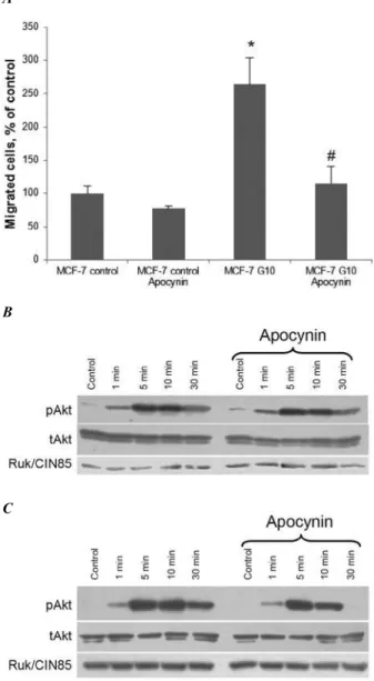 Fig. 1. Apocynin attenuates motility and induces the transition  from sustained to transient EGF-dependent Akt activation in  hu-man breast adenocarcinoma MCF-7 cells that overexpress  adap-tor protein Ruk/CIN85