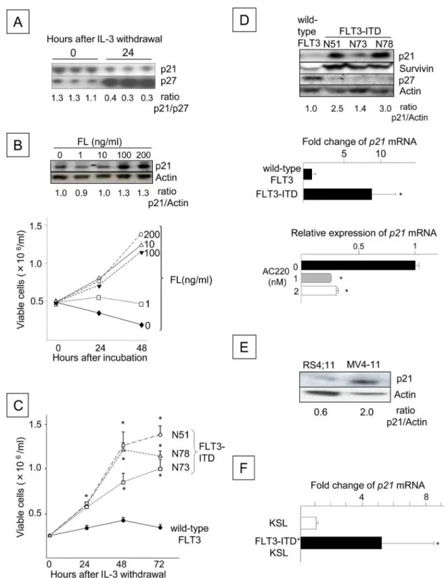 Fig 1. FLT3 Signaling Up-regulates p21 Cdkn1a Expression in Ba/F3 Cells. (A) Expression of p21 and p27 in Ba/