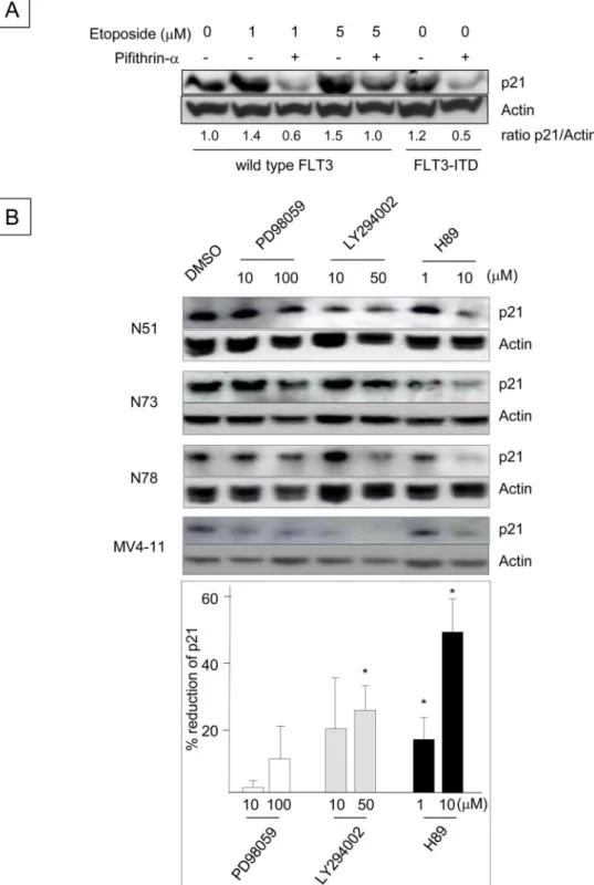 Fig 2. Up-regulation of p21 Expression Induced by FLT3-ITD is Mediated through the p53, PI3 Kinase and PKA Pathways
