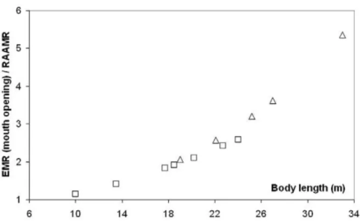 Figure 11. Mouth opening EMR as compared to the Basal Metabolic Rate of terrestrial mammals