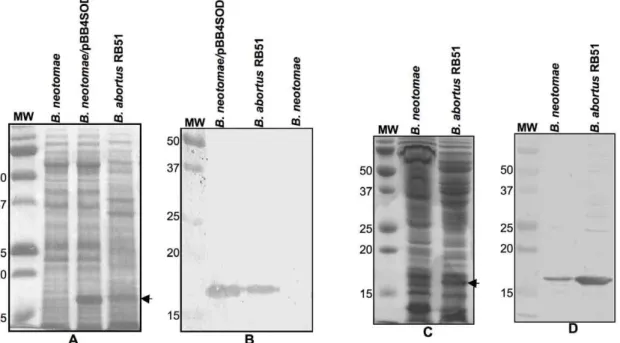 Figure 1. Detection of SOD expression in B. neotomae , B. neotomae /pBB4SOD, and B. abortus RB51 by SDS-PAGE (A and C) and Western blot analysis (B and D)