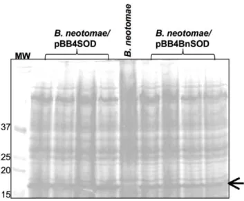 Figure 7. b-Galactosidase activity in B. neotomae transformed with plasmids containing lacZ gene under the control of wildtype and the indicated mutated B
