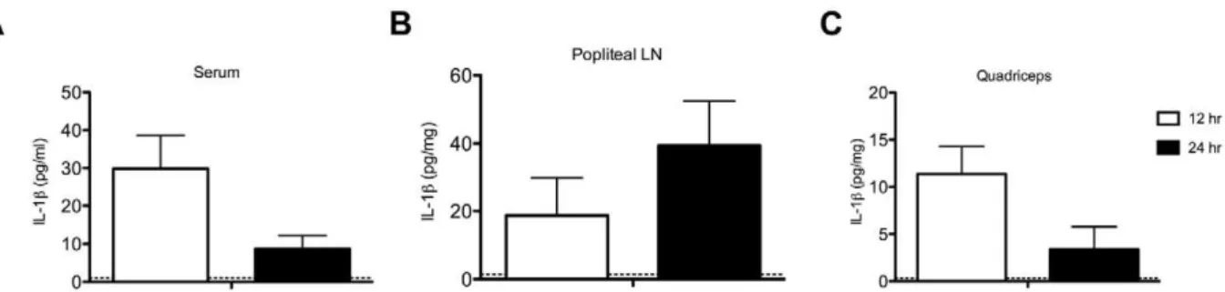 Figure 2. Wild type mice challenged with rVSV produce IL-1b locally and systemically. Groups of adult female C57BL/6 mice were immunized with two injections (56 10 8 PFU per injection) of rVSV in each rear quadriceps, or were sham inoculated with sterile P