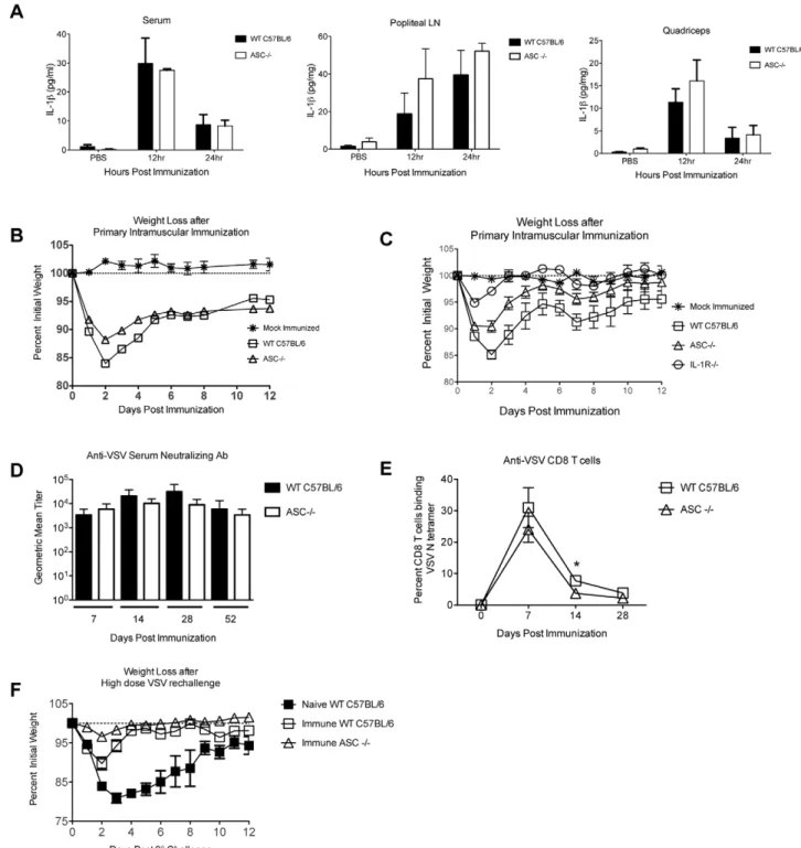Figure 4. Mice deficient in the inflammasome adaptor ASC (ASC2/2) are partially protected from acute weight loss after intramuscular immunization with rVSV