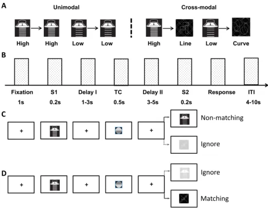 Figure 1. The schematic illustration for the cued matching tasks. A : The matching stimuli in the unimodal working memory task (left, high tone - high tone and low tone - low tone) and the crossmodal working memory task (right, high tone - line and low ton