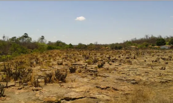 Figura 5 - Afloramento rochoso com presença de vegetação típica da caatinga. 