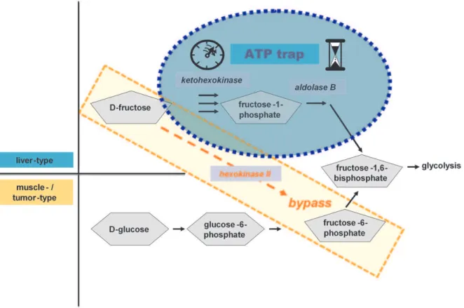 Figure 2. Fructose-loading induces transient ATP depletion in primary human hepatocytes