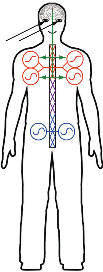 Figure 9. Schematic illustration of a possible control architec- architec-ture for goal-directed reaching movements while walking.
