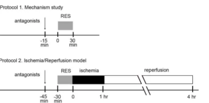 Fig 1. Study design and protocols. Two protocols were designed in this study, namely, 1) mechanistic study and 2) I/R model