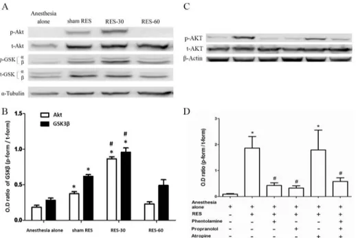 Fig 2. The role of α-adrenergic receptor, β-adrenergic receptor and muscarinic receptor signaling in remote electro-stimulation (RES)-induced Akt phosphorylation