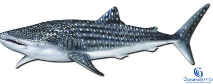 Ilustración 1: Tiburón ballena (Rhincodon typus). Fuente: Boyra, et al. (2008)