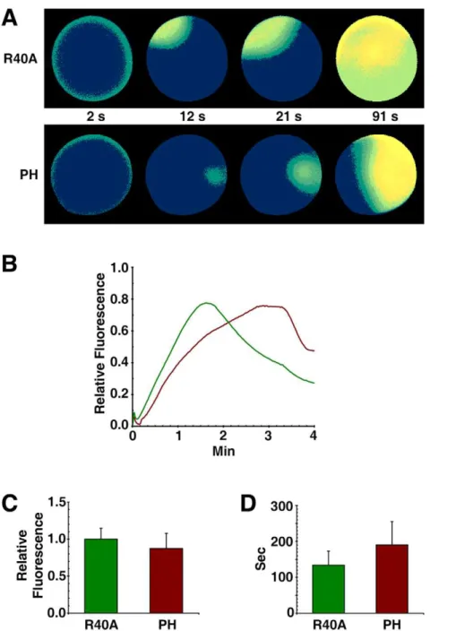 Figure 6. Sequestration of PIP2 by RFP-PH significantly delays the Ca 2+ response at fertilization