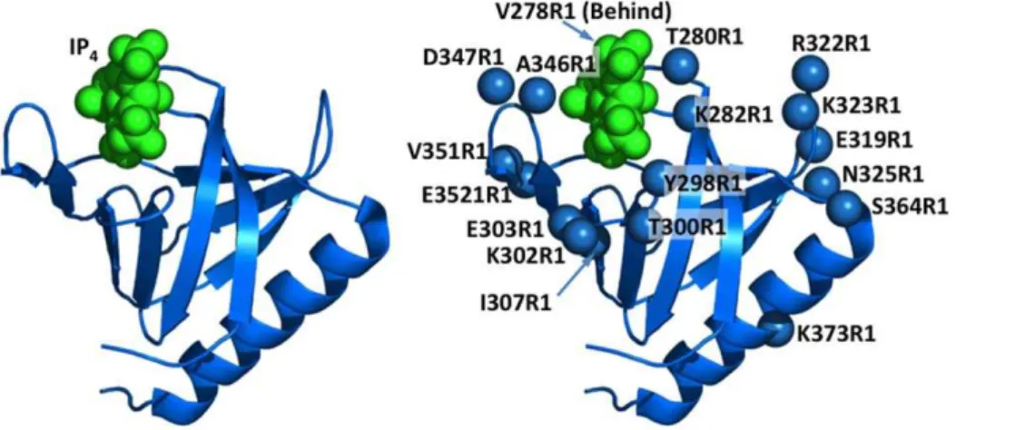 Figure 1. The GRP1 PH domain and positions chosen for spin labeling. (A) Domain topology, illustrating the secondary structure of GRP1 PH domain and the location of the PIP 3 headgroup analogue (IP 4 ) in the crystal structure of the co-complex (1FGY [22])