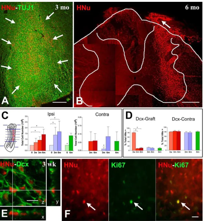 Figure 2. Survival and Migration of Human NSCs in Rat Spinal Cord