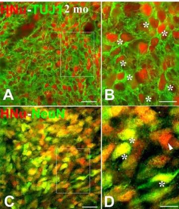 Figure 4. Differentiation of Human NSCs into Neurons after Transplantation into the Lumbar Spinal Cord of Normal Adult Sprague-Dawley Rats Outlined areas in (A) and (C) are enlarged in (B) and (D)