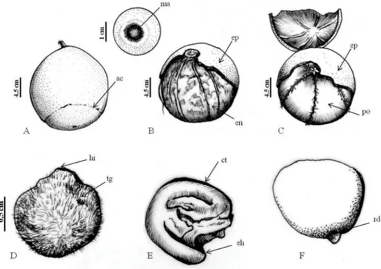 Figura  1.  Características  morfológicas  do  fruto  e  semente  de  Couroupita guianensis  Aubl