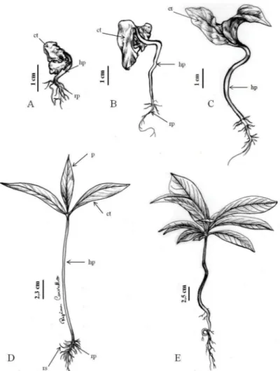Figura 2. Fases do desenvolvimento da plântula de Couroupita guianensis Aubl.: A) desenvolvimento da raiz principal,  23  DAS;  B)  alongamento  da  raiz  principal  e  emergência  dos  cotilédones,  25  DAS;  C)  desenvolvimento  dos  cotilédones  e hipoc