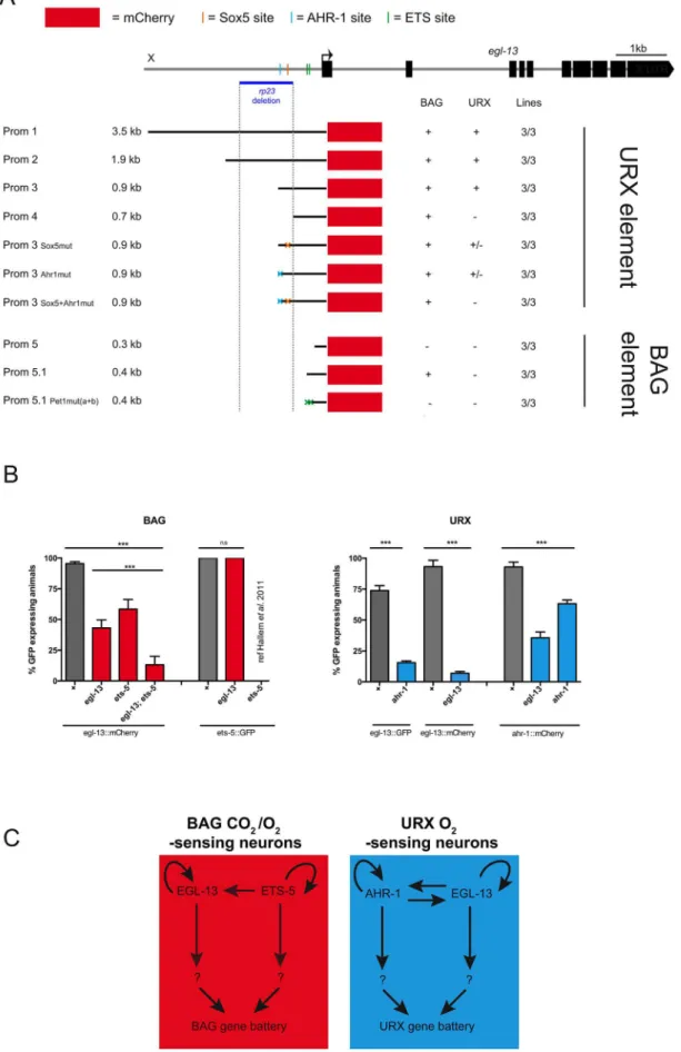 Figure 5. Independent regulatory modules drive egl-13 expression in O 2 versus O 2 /CO 2 -sensing neurons