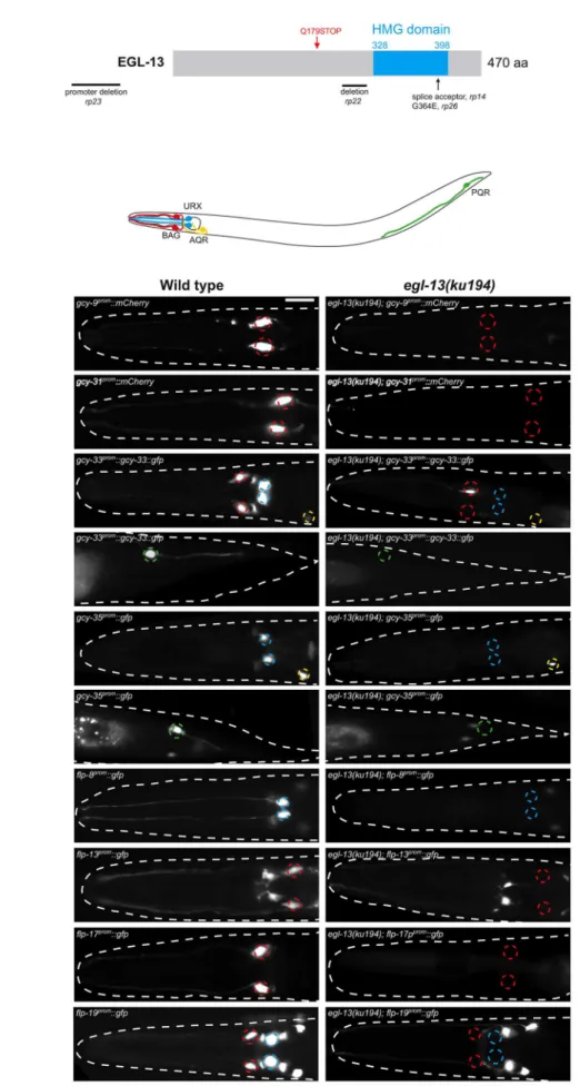 Figure 1. egl-13 is required for O 2 - and CO 2 -sensing neuron specification. (A) Molecular identity of mutant alleles obtained from the forward genetic screens