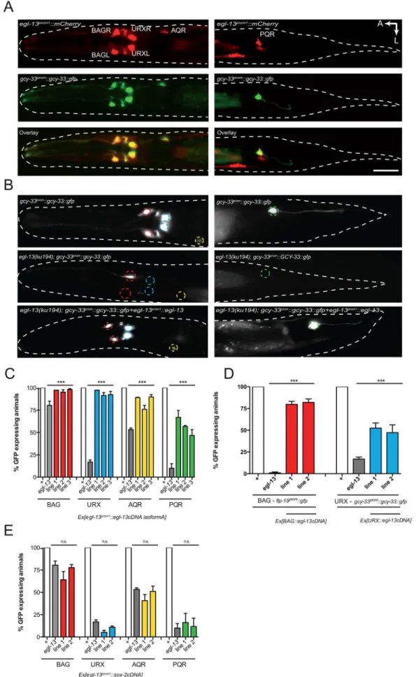 Figure 2. egl-13 functions cell autonomously to drive O 2 - and CO 2 -sensing neuron cell fate