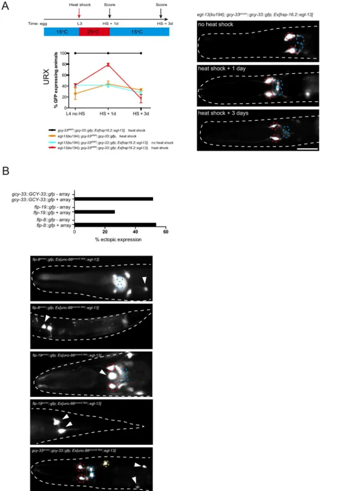 Figure 3. egl-13 is required and sufficient to induce O 2 - and CO 2 -sensing neuron fate