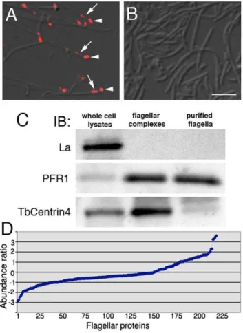 Figure 1. Purification of flagellar complexes and detached flagella. (A) Flagellar complexes purified through sequential extraction with 1%NP40 and 1 M KCl contained basal bodies (arrowheads) and  bi-lobed structures (arrows) in addition to the flagella, a