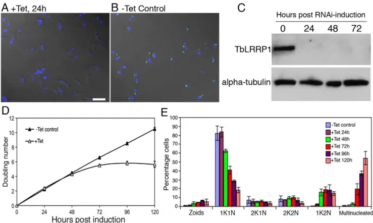 Figure 3. TbLRRP1-RNAi inhibits kinetoplast division and cytokinesis. Cells with a stably integrated TbLRRP1-RNAi construct were grown with tetracycline to induce RNAi or without