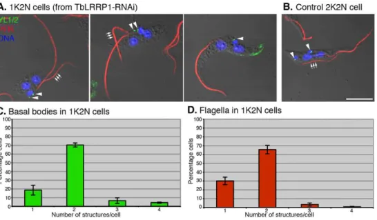 Figure 5. TbLRRP1-RNAi inhibits segregation, rather than duplication of basal bodies and flagellum