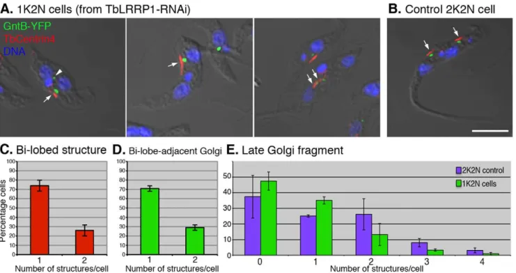 Figure 6. TbLRRP1-RNAi inhibits duplication of bi-lobe and Golgi. (A, B) Cells stably expressing GntB (56)-YFP (green) were induced for TbLRRP1-RNAi for 48 hours or not