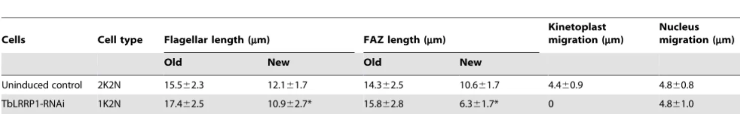 Table 1. Flagellar length, FAZ length, kinetoplast and nucleus migration in binucleated cells.
