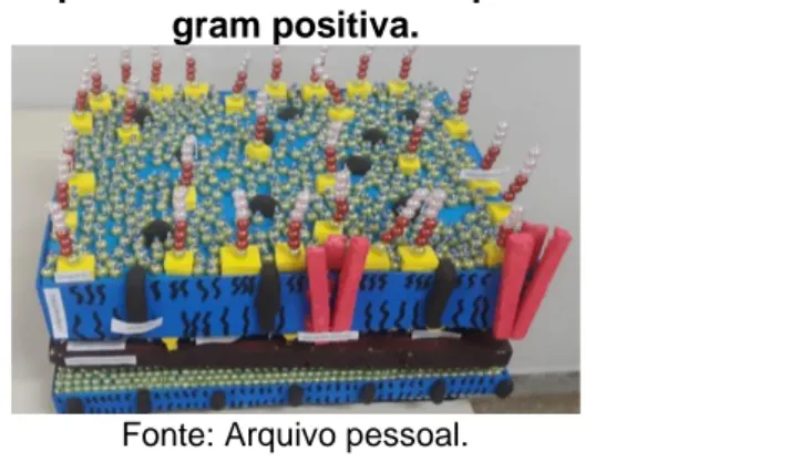 Fig 1. Macro modelo que representa a estrutura da parede celular de uma bactéria  gram positiva
