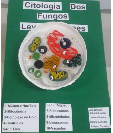 Fig. 5- Macro modelo criado para representar a citologia dos fungos leveduriformes. 