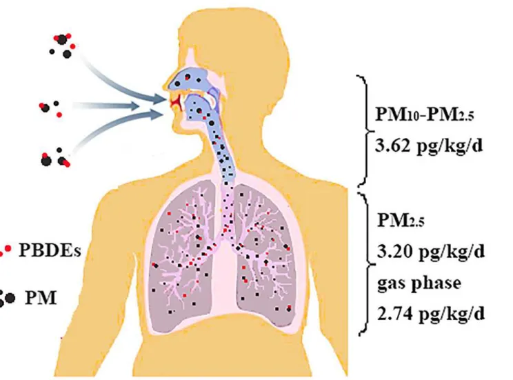 Fig 2. Daily exposure to PBDEs via inhalation of PM 2.5 , PM 10 , TSP and gas phase.