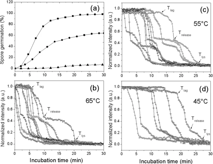 Fig. 2 shows dynamics of an optically trapped individual G.