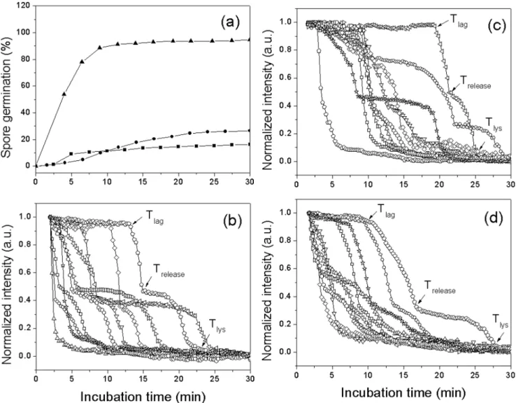 Figure 5. Germination of multiple individual G. stearothermophilus spores with AGFK at different temperatures